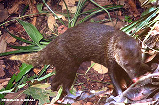 Herpestes brachyurus parvus