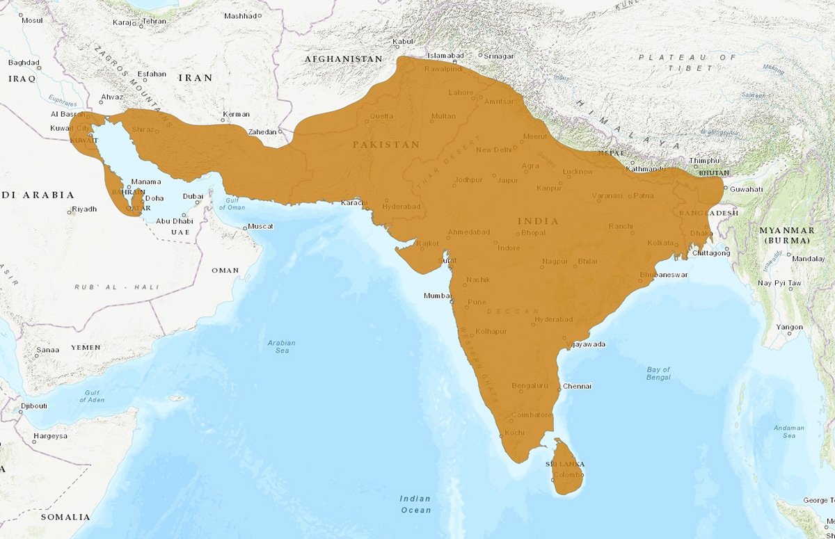 Индийский серый мунго (Herpestes edwardsi) Ареал обитания на карте