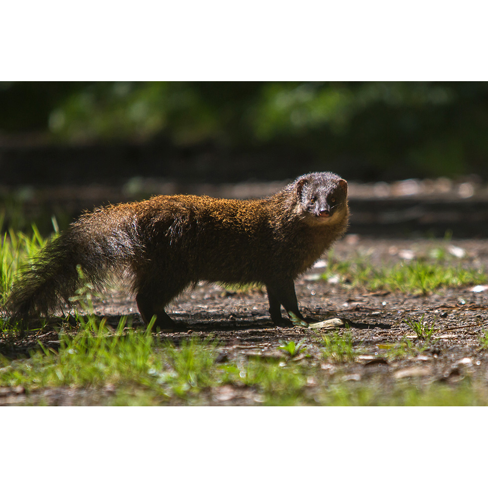 Бурый мангуст (Herpestes fuscus) Фото №3