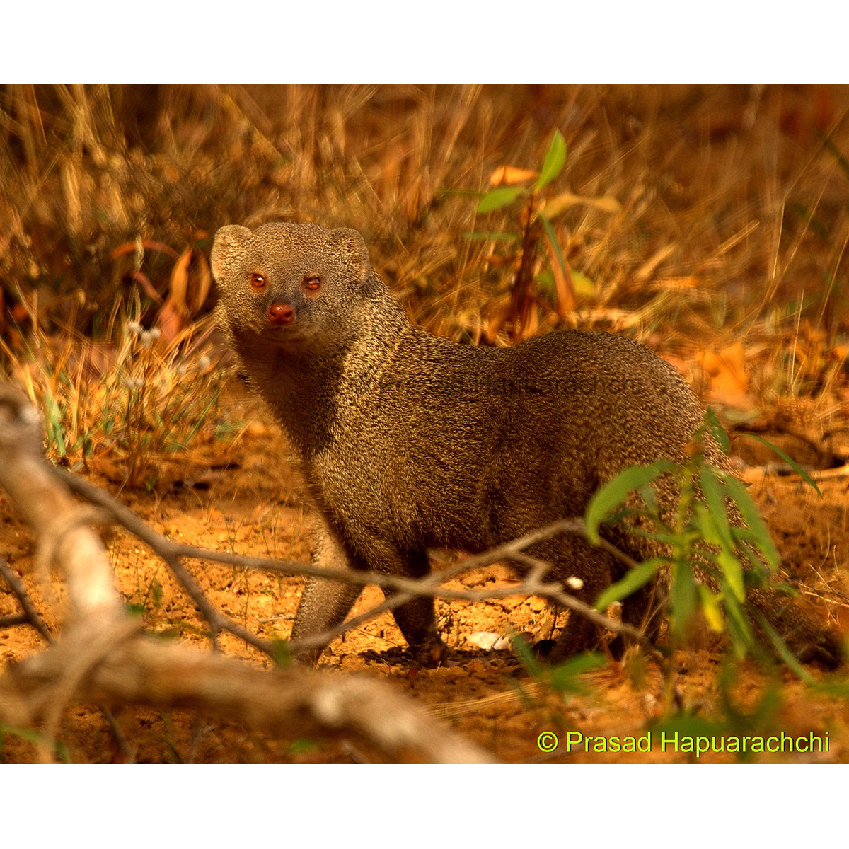 Бурый мангуст (Herpestes fuscus) Фото №8