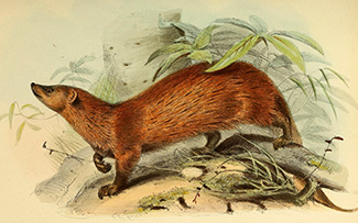 Herpestes fuscus maccarthiae