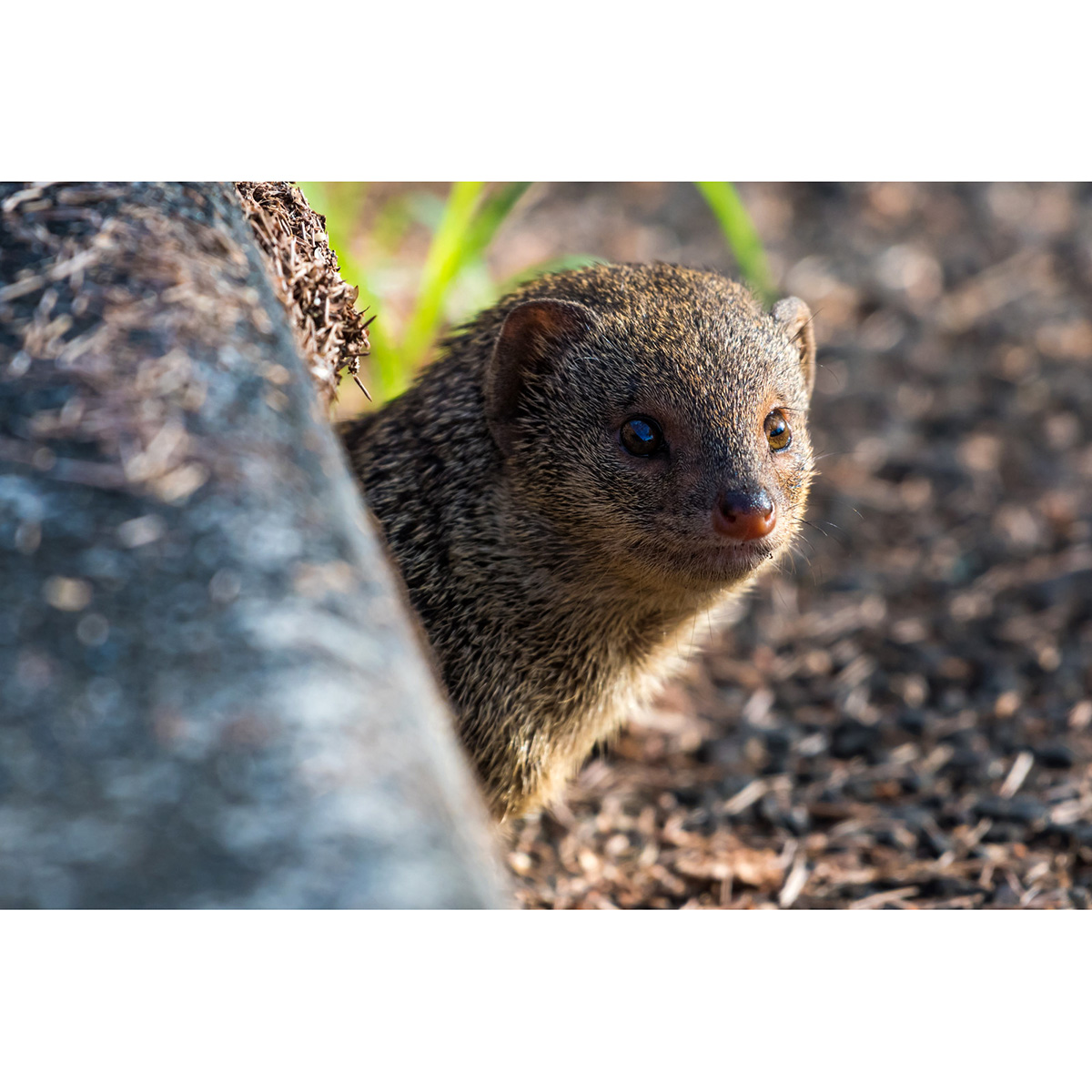 Яванский мангуст (Herpestes javanicus) Фото №10