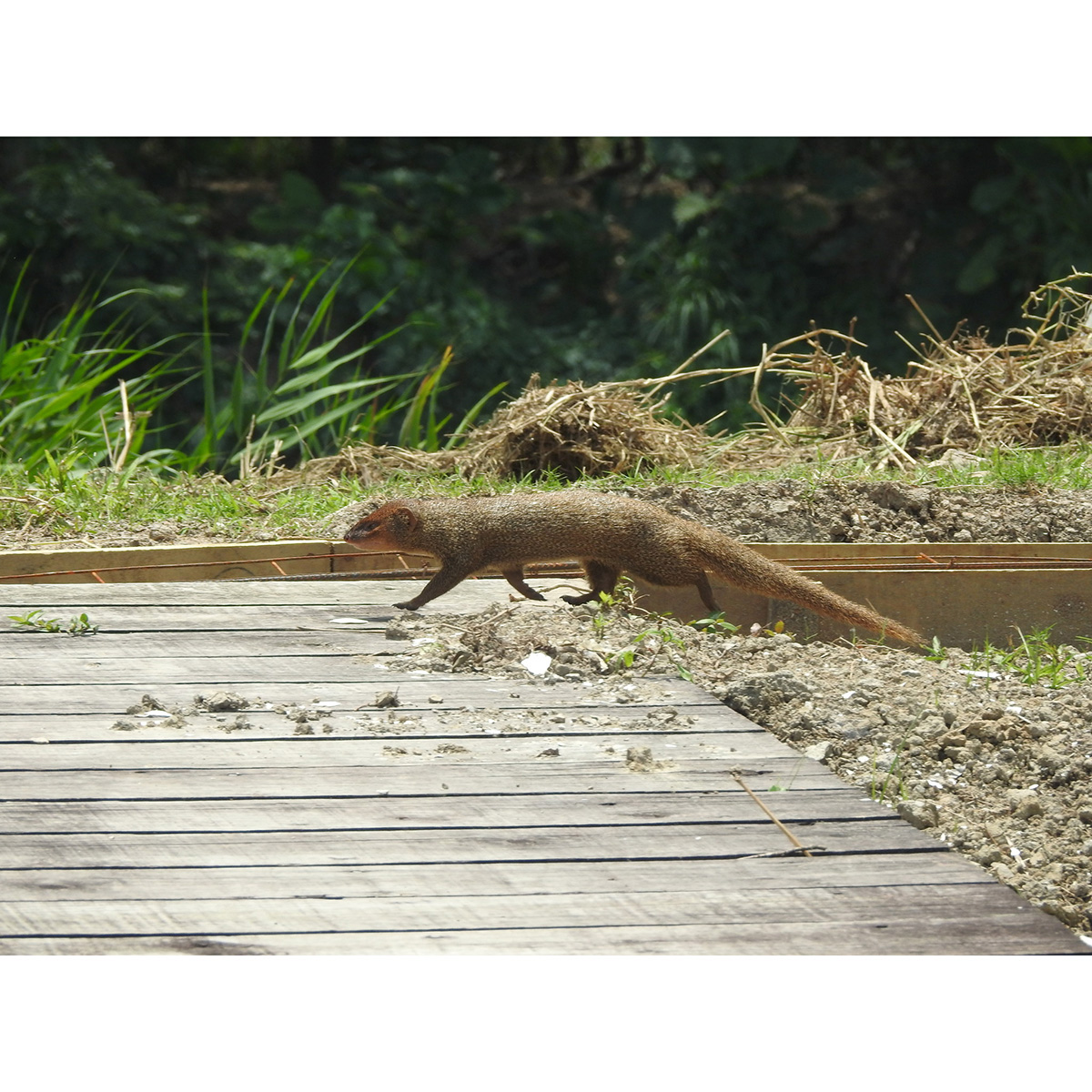 Яванский мангуст (Herpestes javanicus) Фото №2