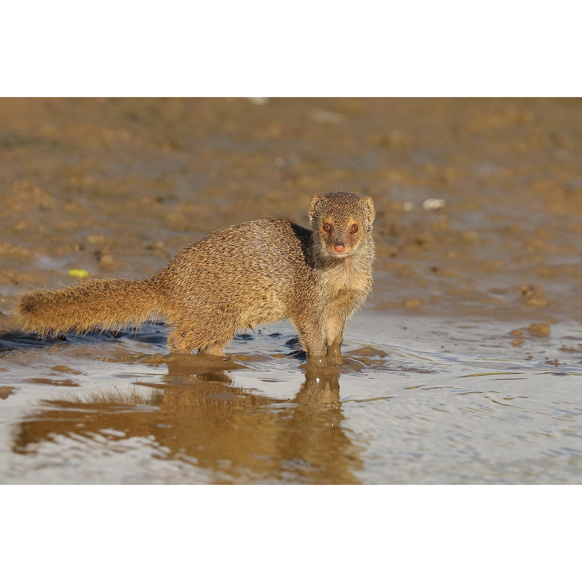 Яванский мангуст (Herpestes javanicus) Фото №3