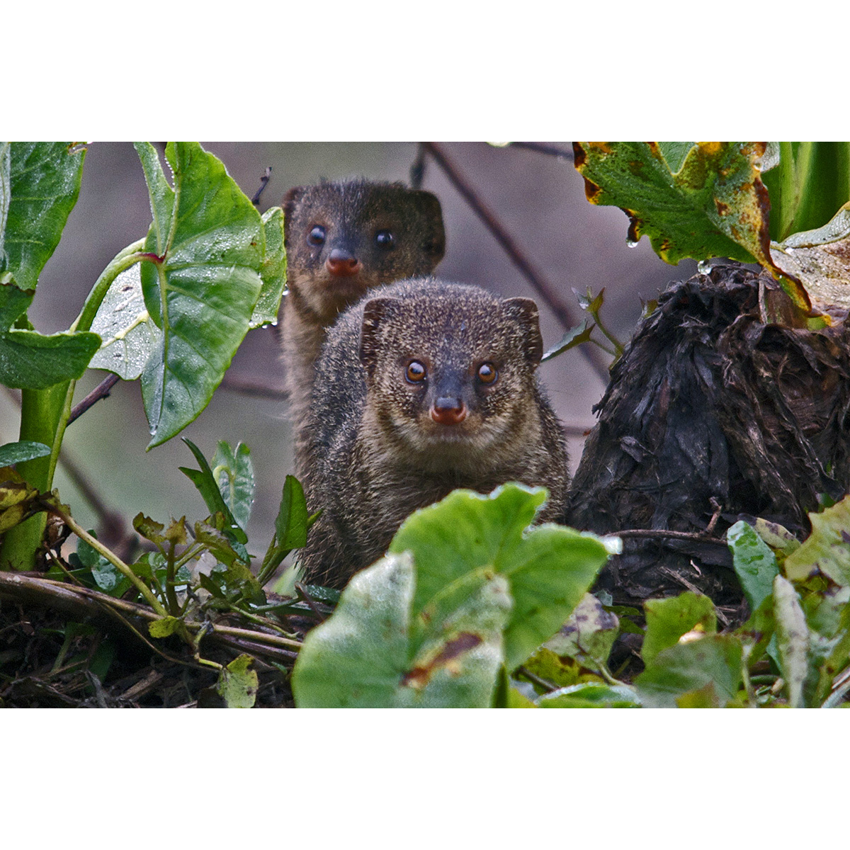 Яванский мангуст (Herpestes javanicus) Фото №8