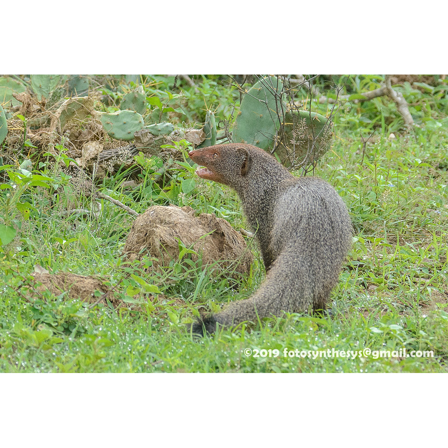 Индийский мангуст (Herpestes smithii) Фото №6