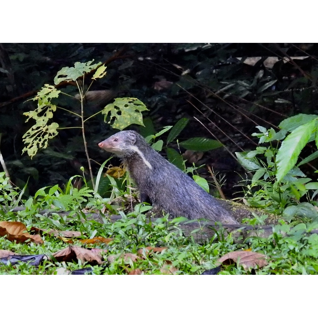 Мангуст-крабоед (Herpestes urva) Фото №4