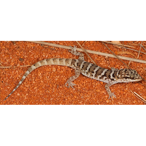  Род Австралийские векоподвижные гекконы  фото