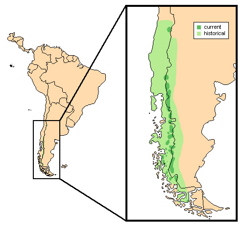 Hippocamelus bisulcus Ареал обитания на карте
