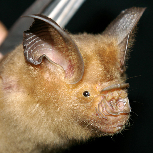 Ha Long Leaf Nosed Bat (Hipposideros alongensis) Фото №3