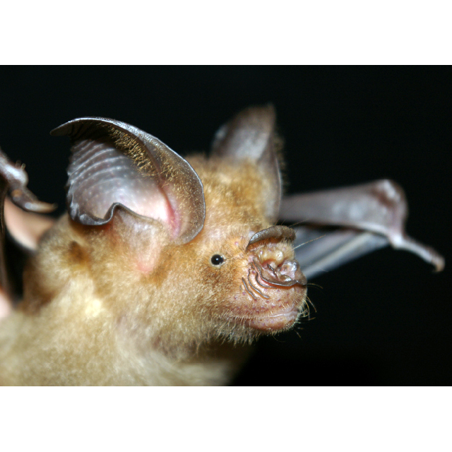 Ha Long Leaf Nosed Bat (Hipposideros alongensis) Фото №1
