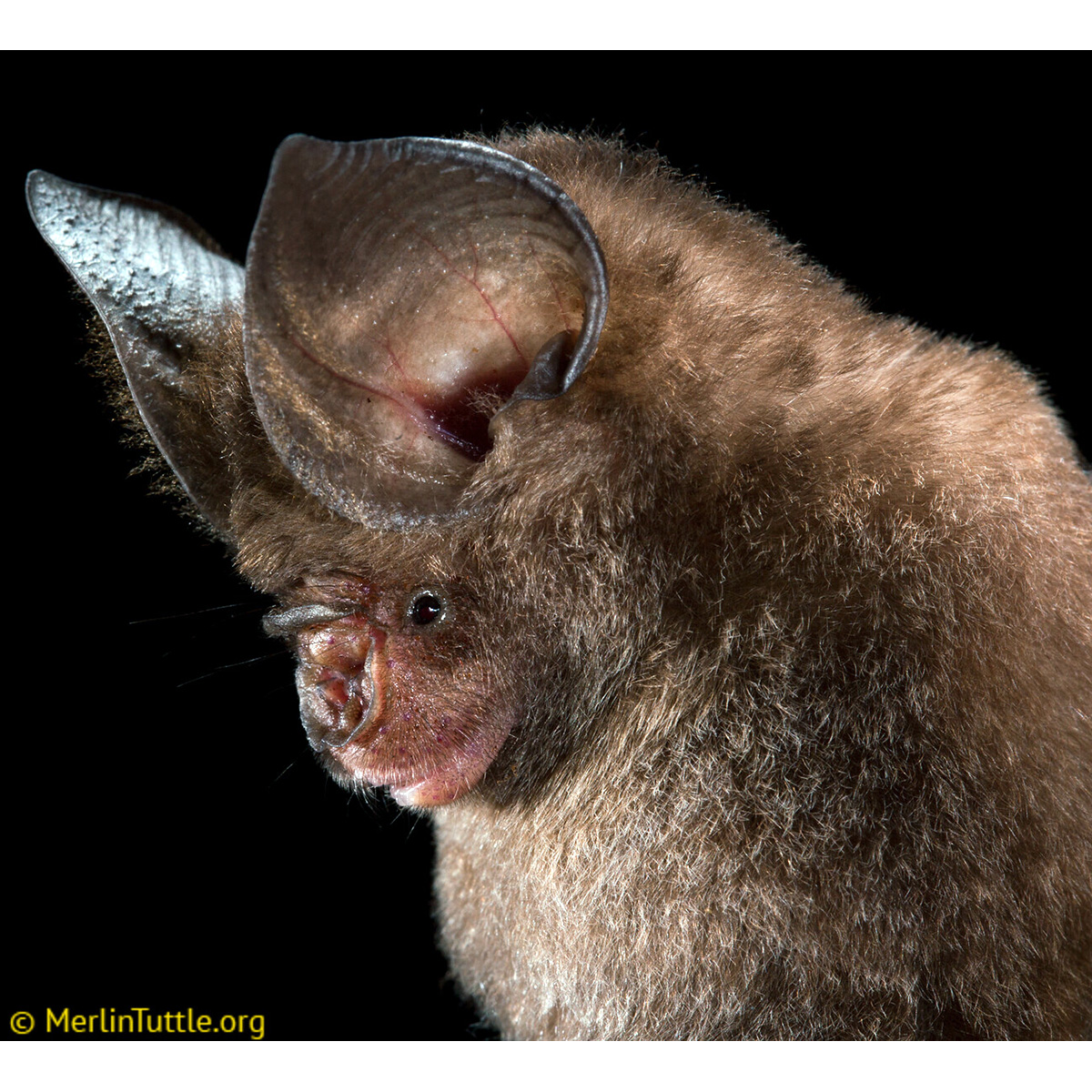 Lesser Bicoloured Leaf Nosed Bat (Hipposideros atrox) Фото №2