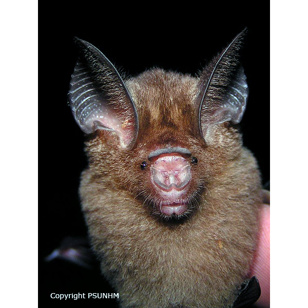 Lesser Bicoloured Leaf Nosed Bat (Hipposideros atrox) Фото №1