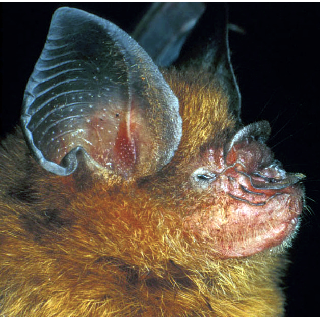 Boeadi’s Roundleaf Bat (Hipposideros boeadii) Фото №1