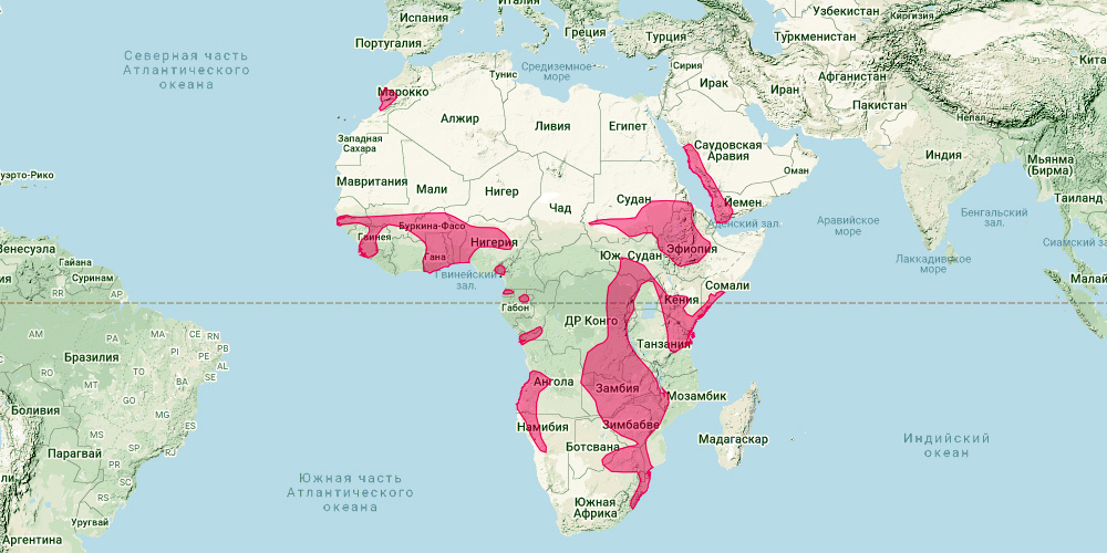 Южноафриканский листонос (Hipposideros caffer) Ареал обитания на карте