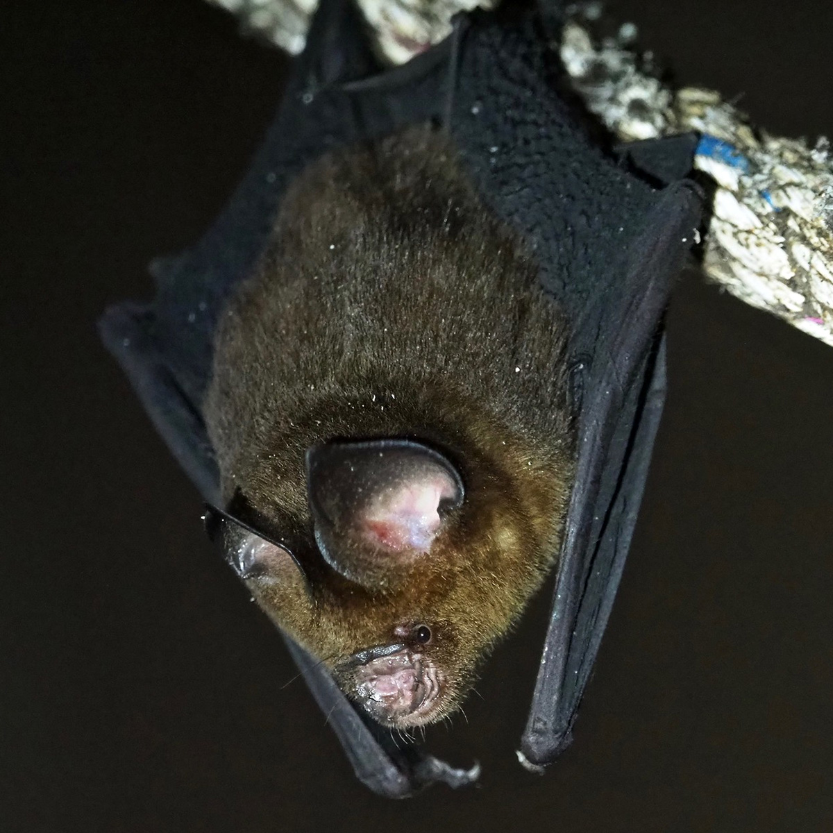 Коричневый листонос (Hipposideros cervinus) Фото №3