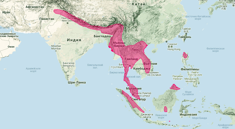 Пепельный листонос (Hipposideros cineraceus) Ареал обитания на карте