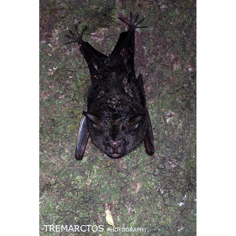 Ганский листонос (Hipposideros cyclops) Фото №4