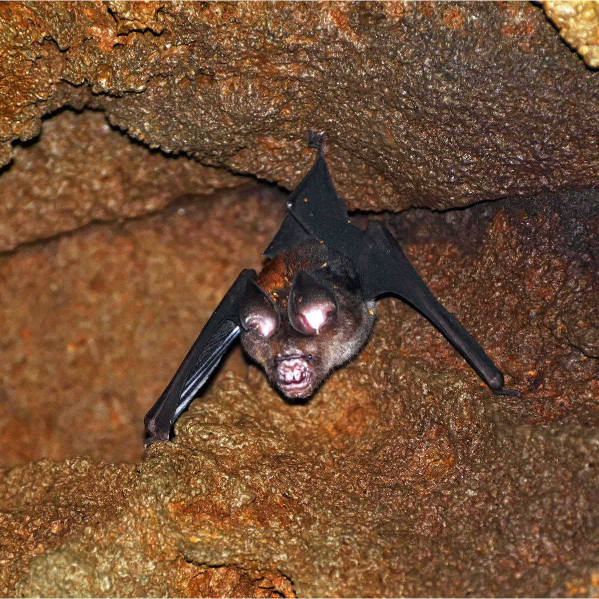Grand Leaf Nosed Bat (Hipposideros grandis) Фото №2