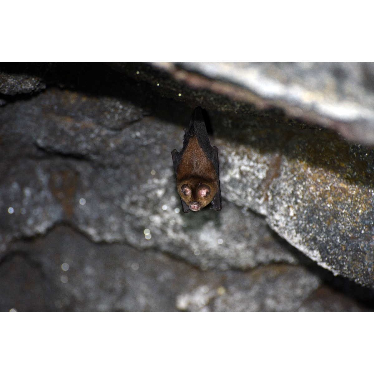 Grand Leaf Nosed Bat (Hipposideros grandis) Фото №3