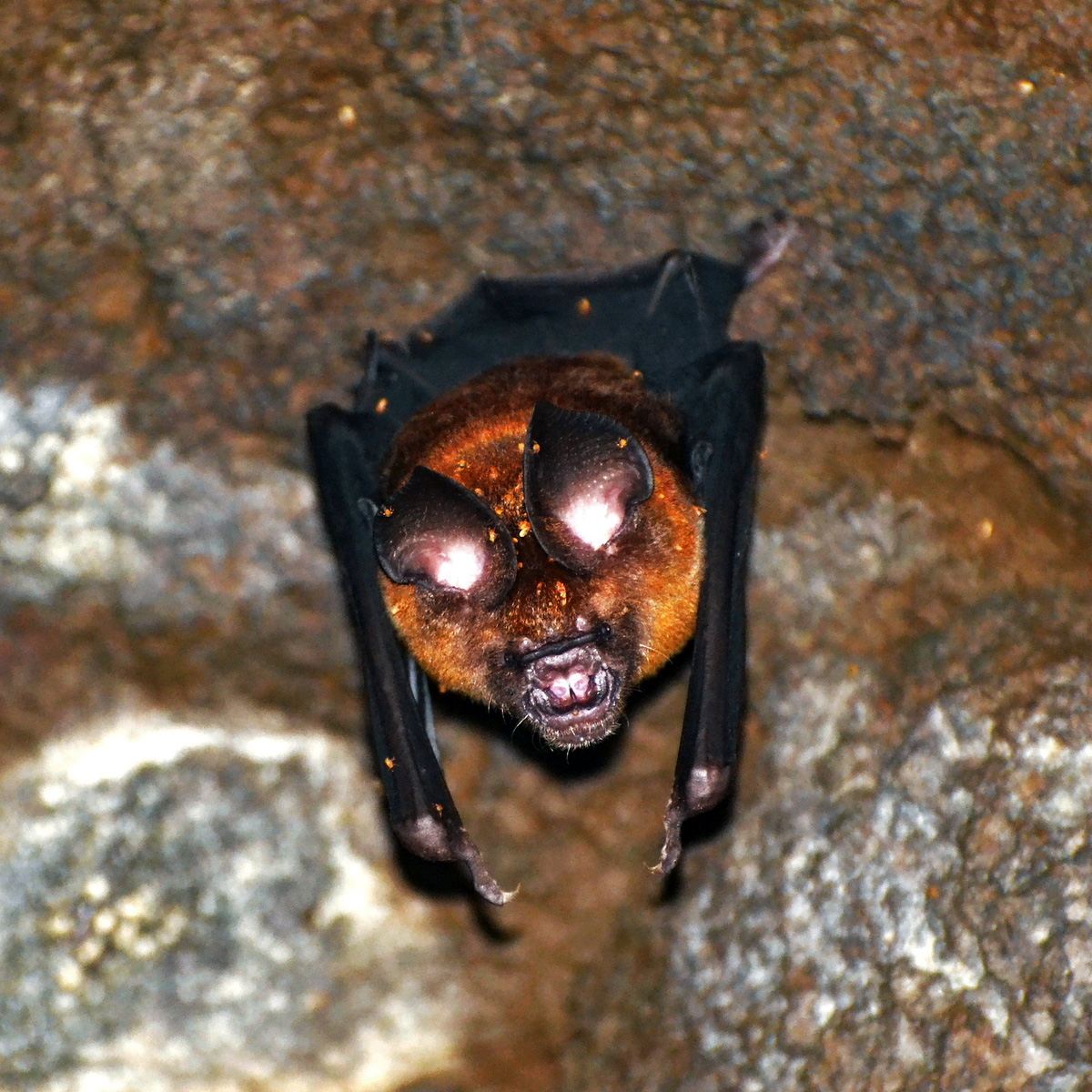 Grand Leaf Nosed Bat (Hipposideros grandis) Фото №5
