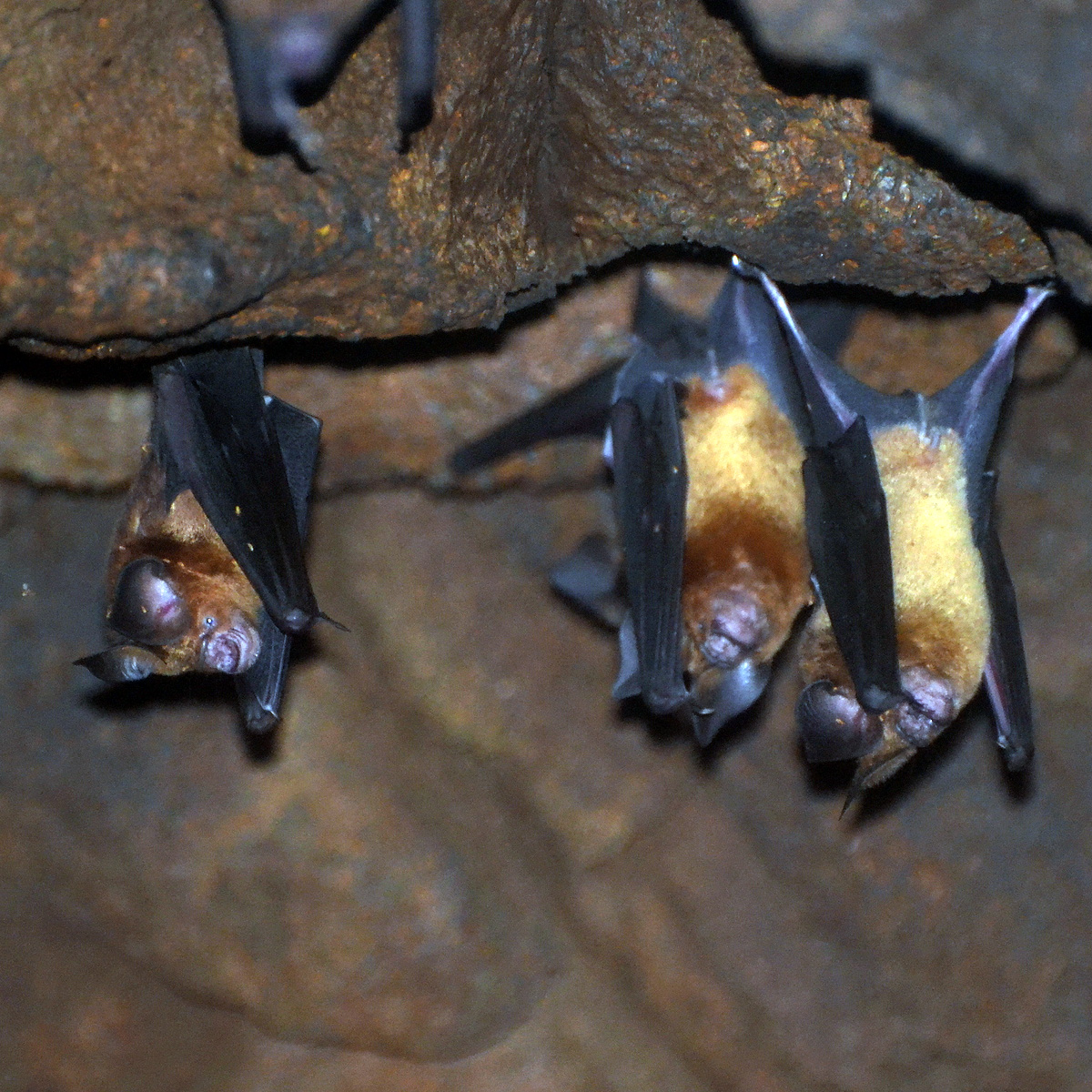 Grand Leaf Nosed Bat (Hipposideros grandis) Фото №6