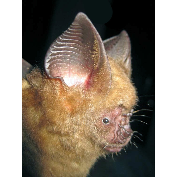 Griffin's Leaf Nosed Bat (Hipposideros griffini) Фото №3