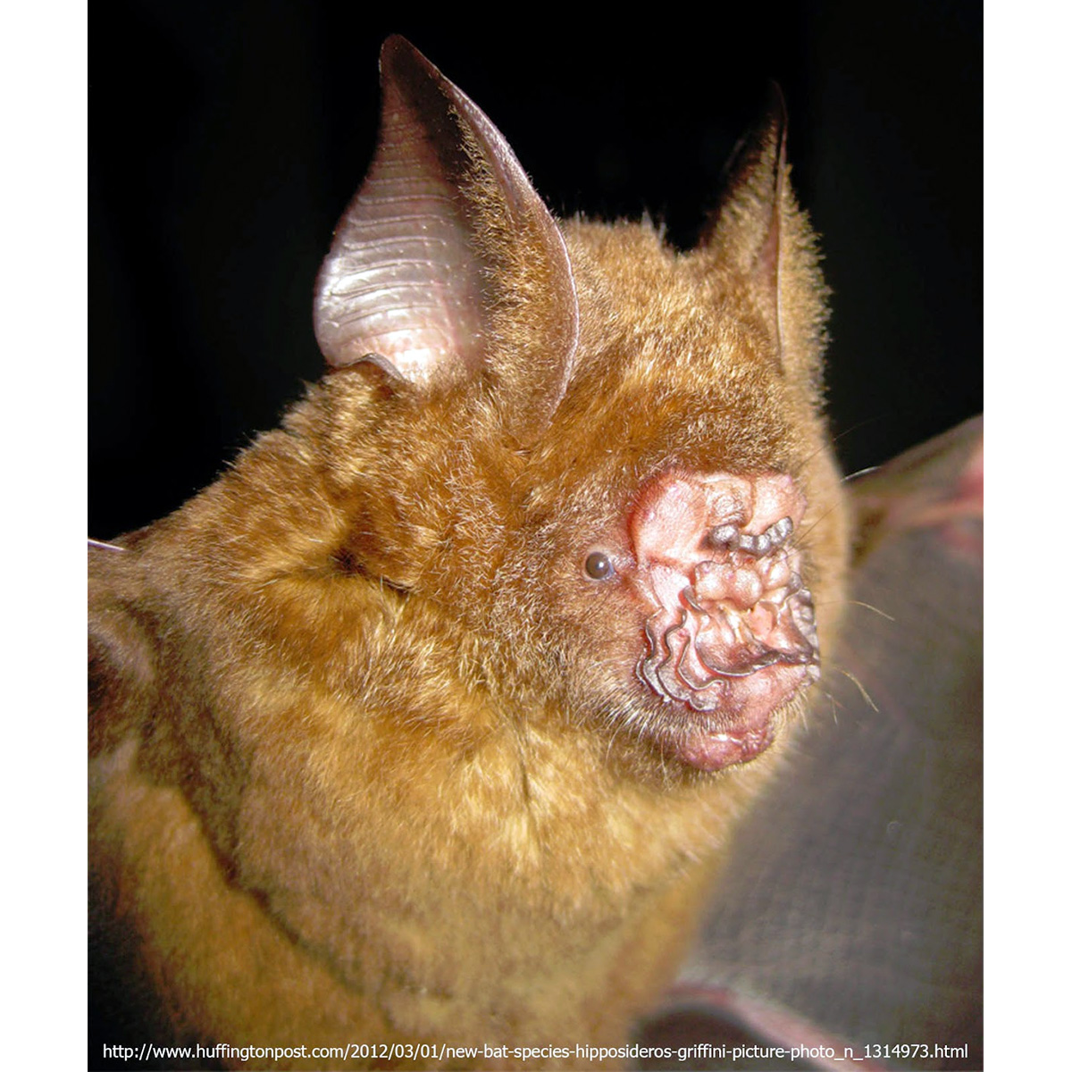Griffin's Leaf Nosed Bat (Hipposideros griffini) Фото №4
