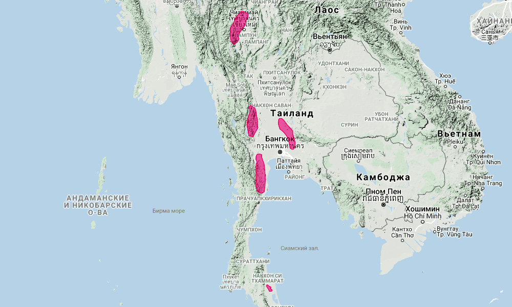 Таиландский листонос (Hipposideros halophyllus) Ареал обитания на карте