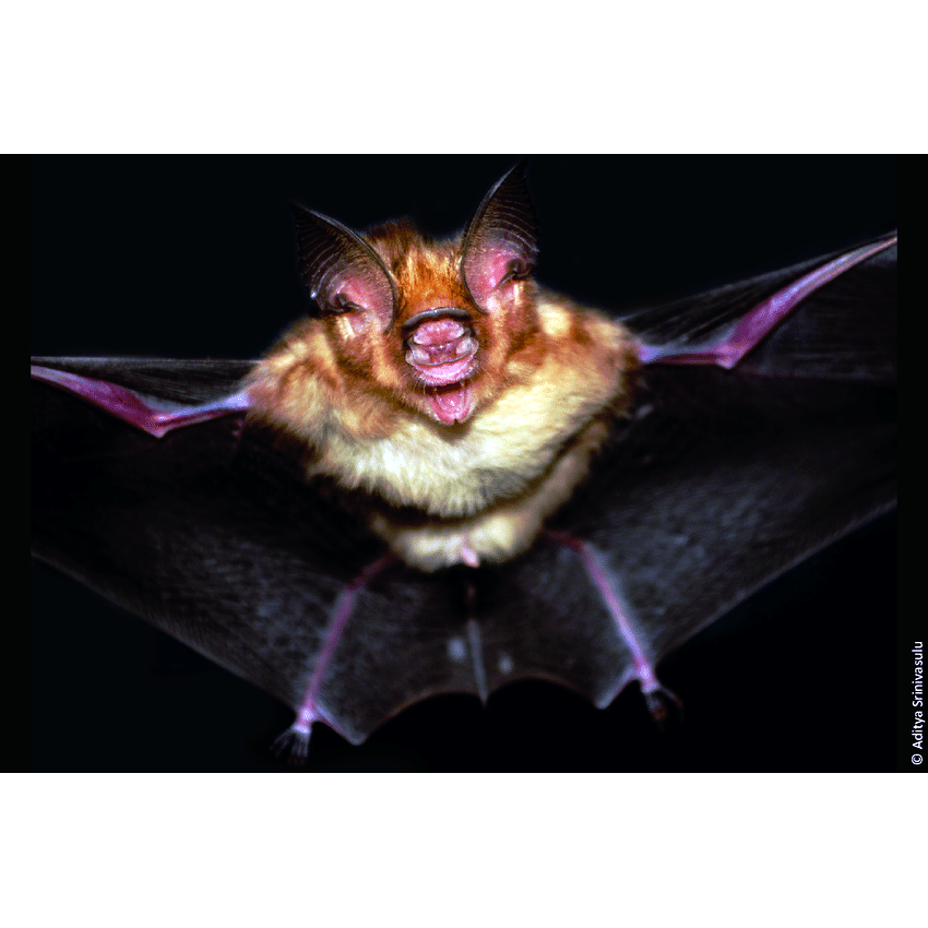 Kolar Leaf Nosed Bat (Hipposideros hypophyllus) Фото №1