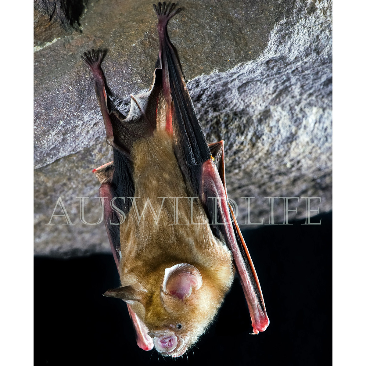 Arnhem Leaf Nosed Bat (Hipposideros inornatus) Фото №2