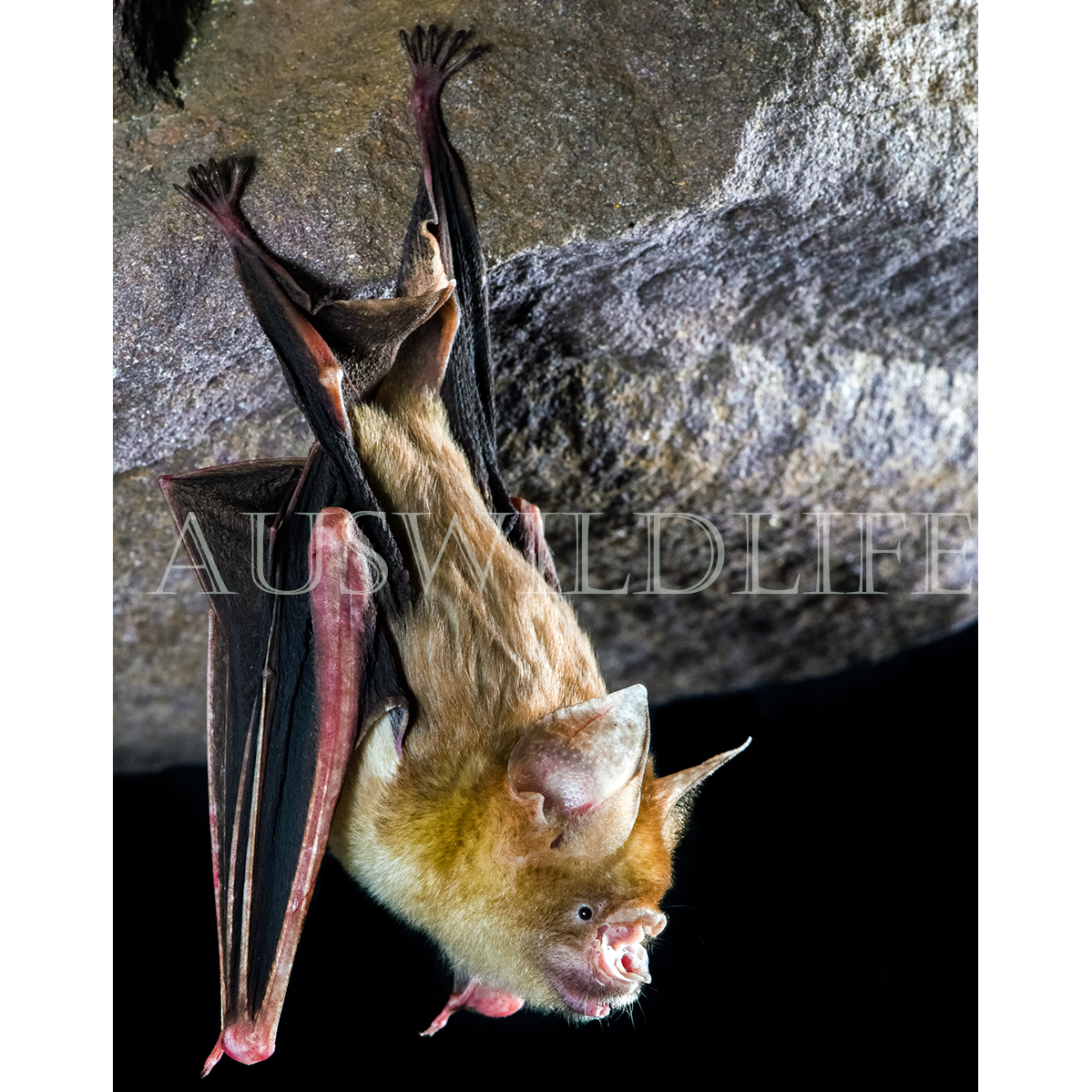 Arnhem Leaf Nosed Bat (Hipposideros inornatus) Фото №1