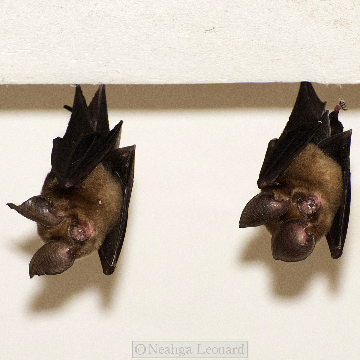 Phou Khao Khouay Leaf Nosed Bat (Hipposideros khaokhouayensis) Фото №2