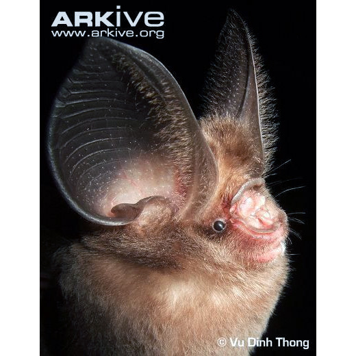 Phou Khao Khouay Leaf Nosed Bat (Hipposideros khaokhouayensis) Фото №6