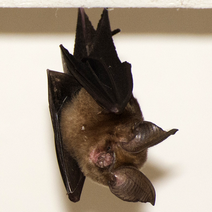 Phou Khao Khouay Leaf Nosed Bat (Hipposideros khaokhouayensis) Фото №1