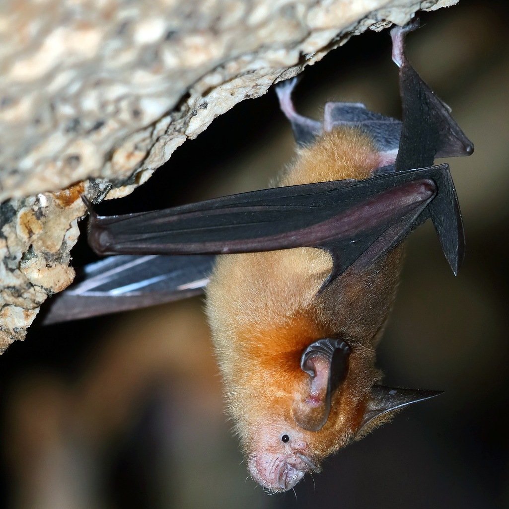 Maduran Leaf Nosed Bat (Hipposideros madurae) Фото №1