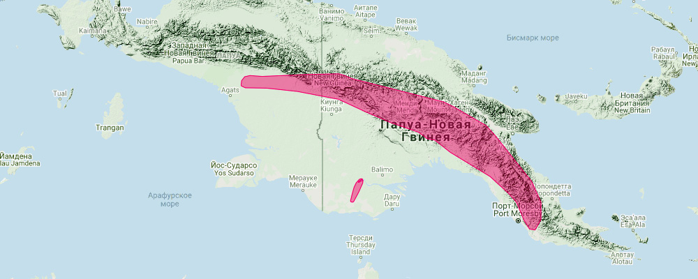Новогвинейский листонос (Hipposideros muscinus) Ареал обитания на карте
