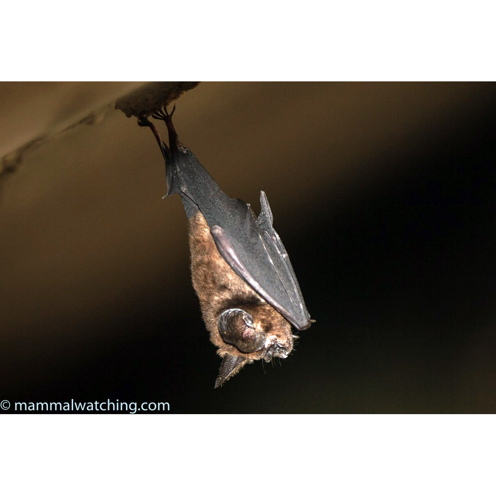 Orbiculus Leaf Nosed Bat (Hipposideros orbiculus) Фото №2