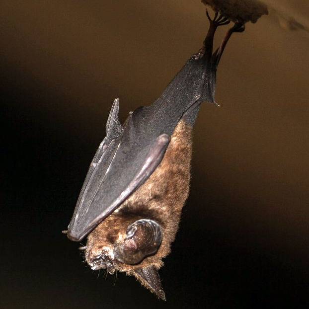 Orbiculus Leaf Nosed Bat (Hipposideros orbiculus) Фото №1