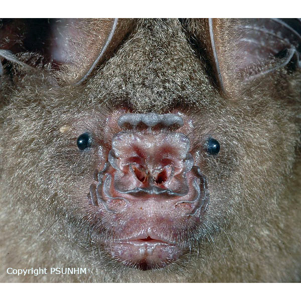 Pendlebury's Roundleaf Bat (Hipposideros pendleburyi) Фото №2