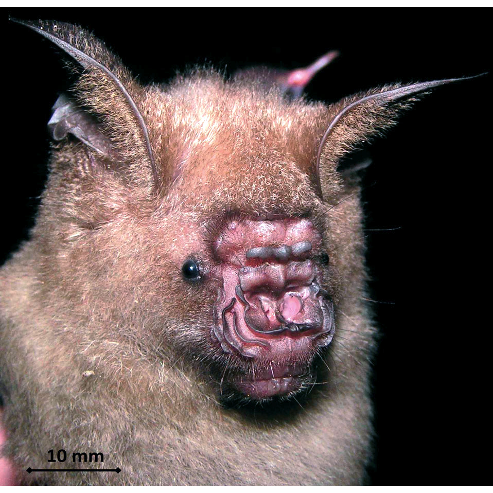 Pendlebury's Roundleaf Bat (Hipposideros pendleburyi) Фото №1
