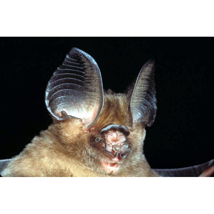 Laotian Leaf Nosed Bat (Hipposideros rotalis) Фото №1