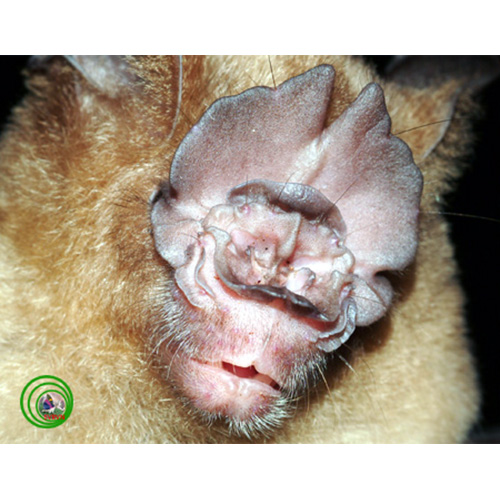 Shield Nosed Roundleaf Bat (Hipposideros scutinares) Фото №2