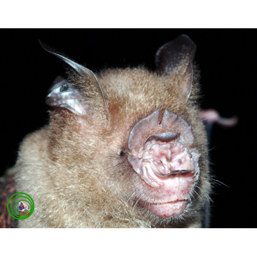 Shield Nosed Roundleaf Bat (Hipposideros scutinares) Фото №1