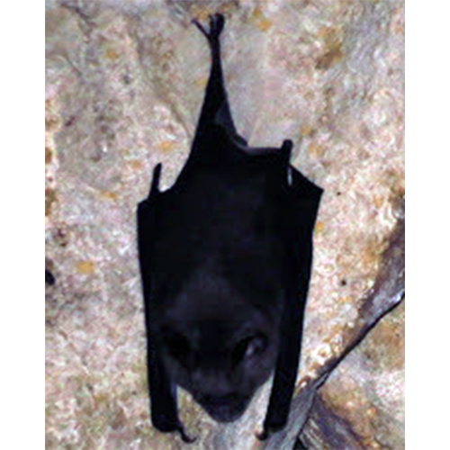 Sorensen's Leaf Nosed Bat (Hipposideros sorenseni) Фото №1