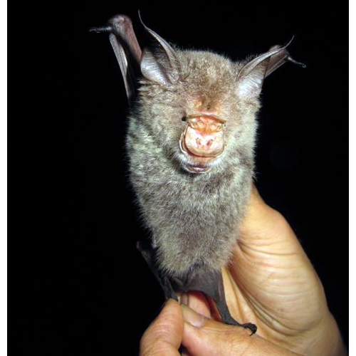 Saõ Tomé Leaf Nosed Bat (Hipposideros thomensis) Фото №1