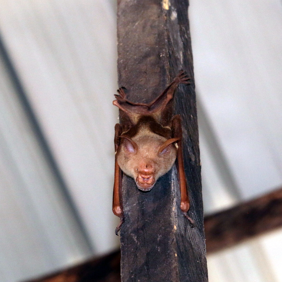 Striped Leaf Nosed Bat (Hipposideros vittatus) Фото №2