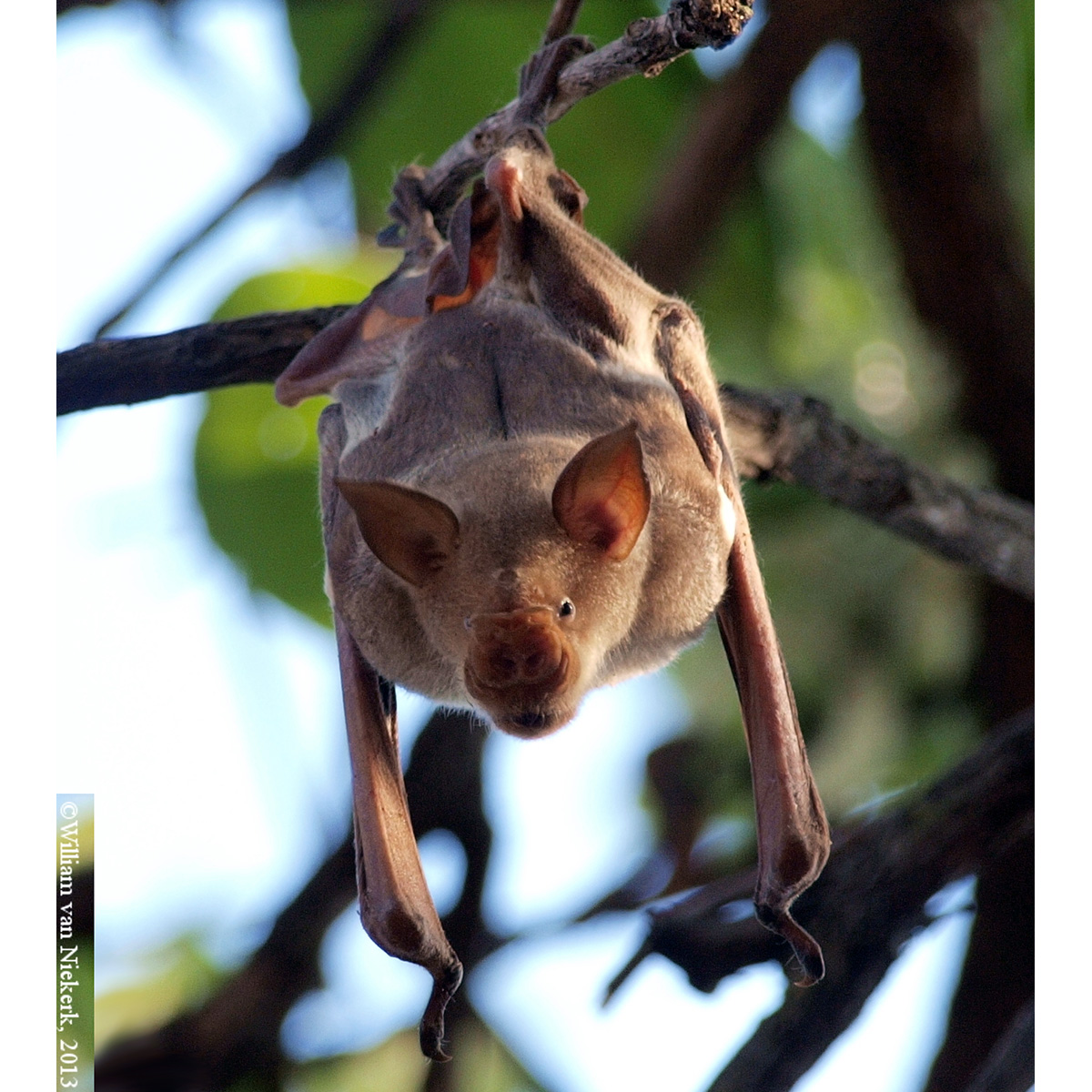 Striped Leaf Nosed Bat (Hipposideros vittatus) Фото №4