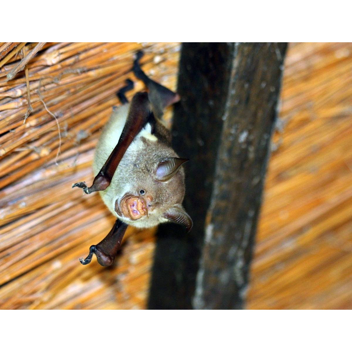 Striped Leaf Nosed Bat (Hipposideros vittatus) Фото №6