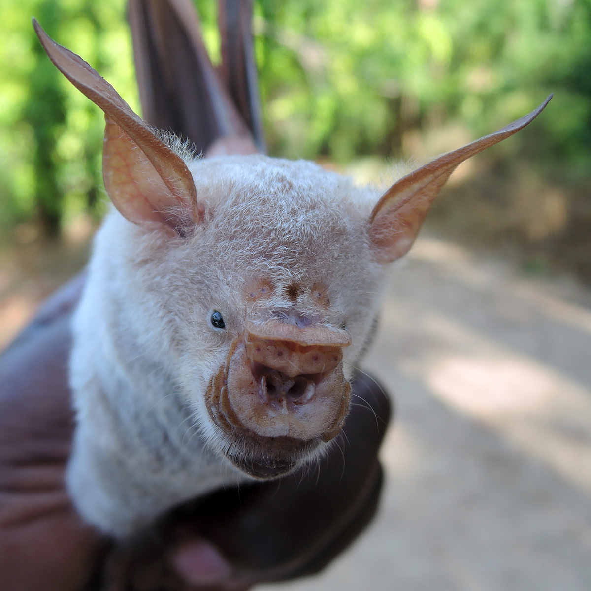 Striped Leaf Nosed Bat (Hipposideros vittatus) Фото №9